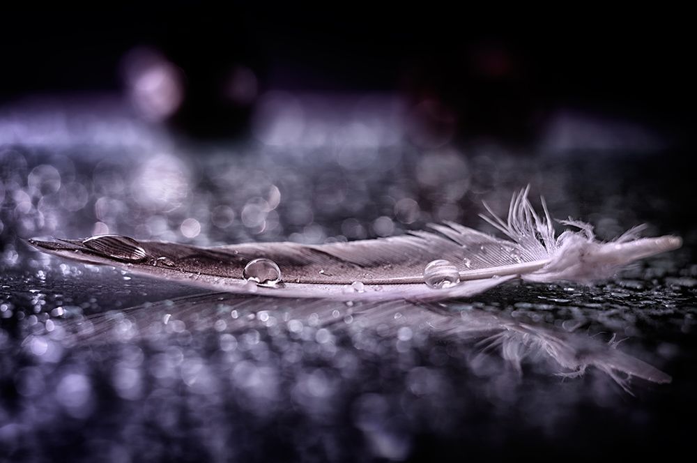 Feather and Drop II art print by Alessandro Fabiano for $57.95 CAD
