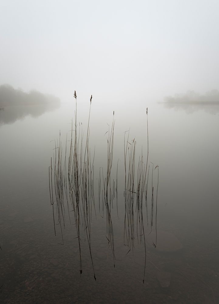 Reeds In The Mist art print by David Ahern for $57.95 CAD