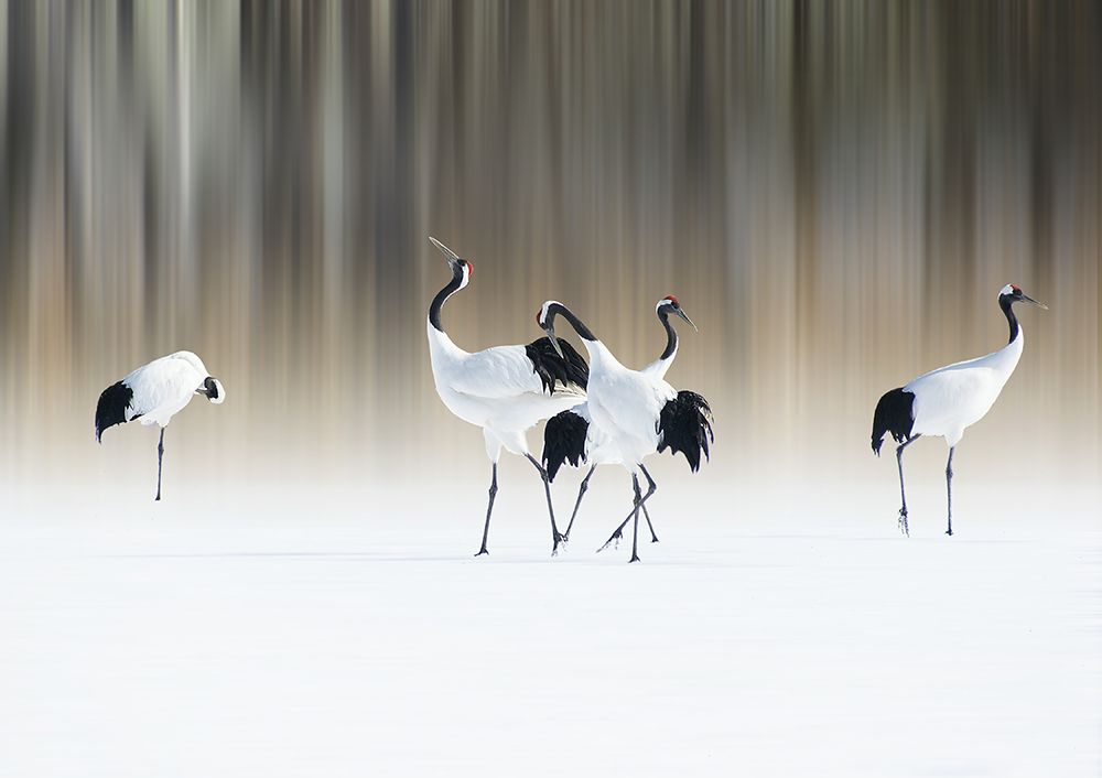 Red-Crested White Cranes art print by Ikuo Iga for $57.95 CAD