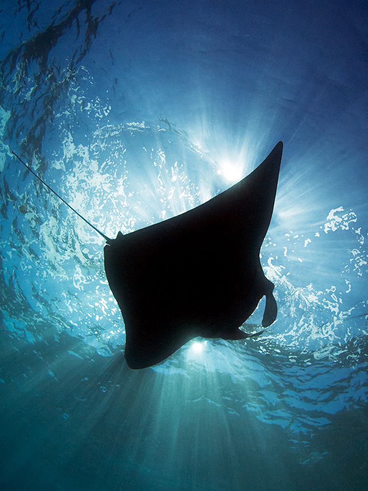 Manta Silhouette art print by Henry Jager for $57.95 CAD