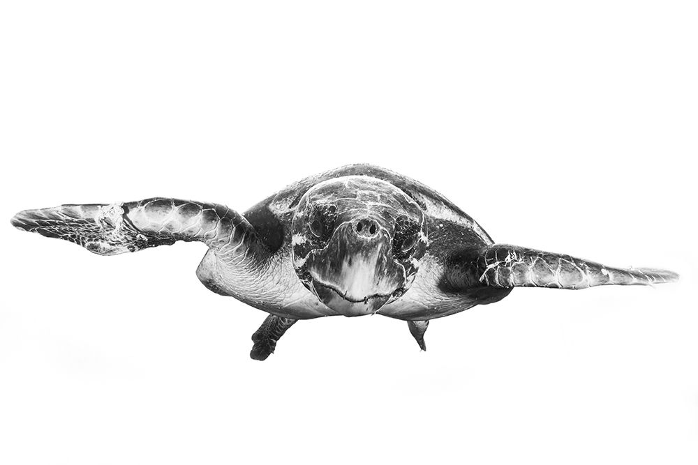 White And Turtle art print by Barathieu Gabriel for $57.95 CAD