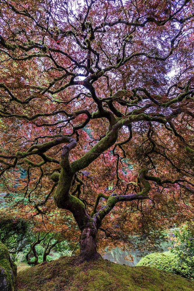Japanese Maple Tree art print by Mike Centioli for $57.95 CAD