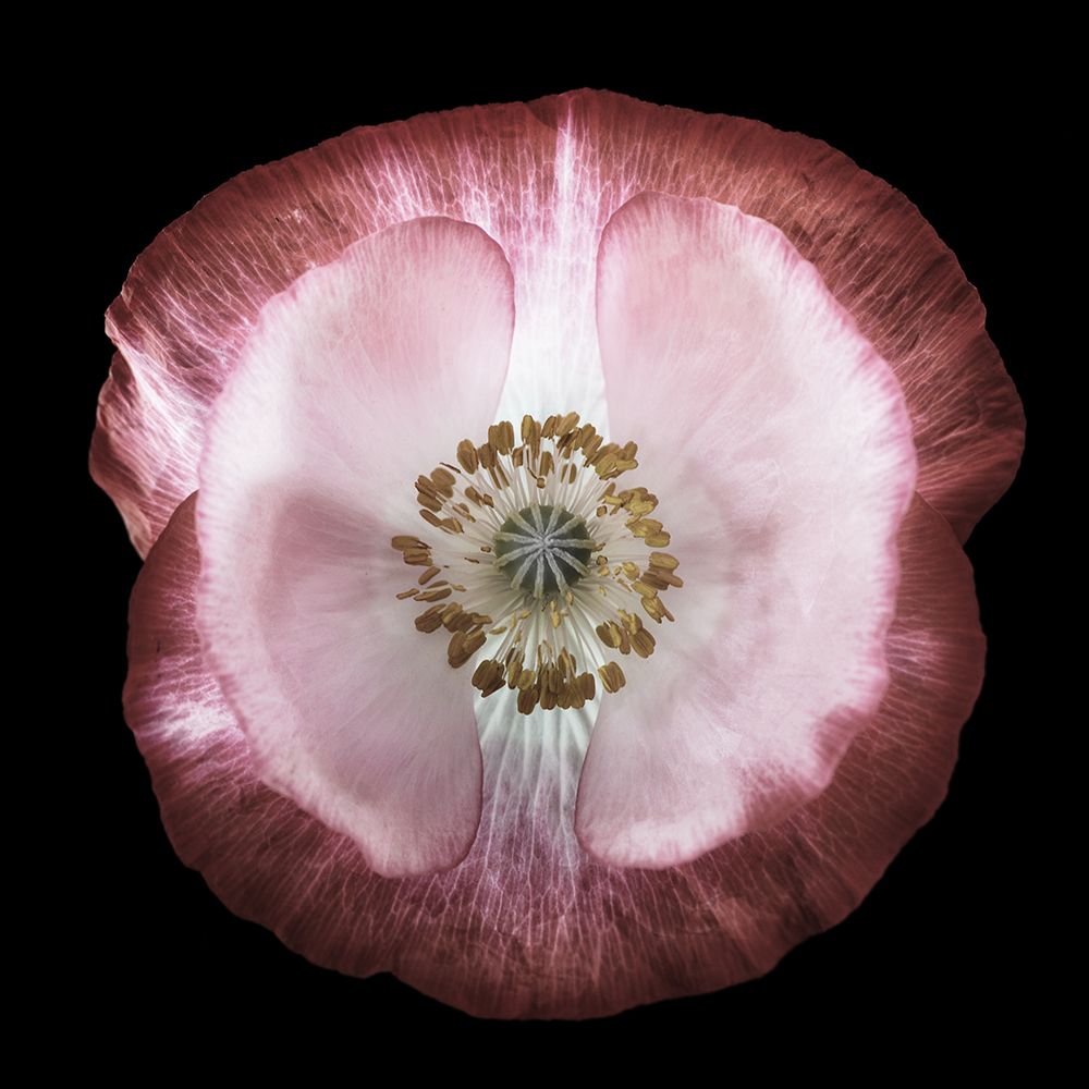 One Of Many Poppies art print by Lotte Gronkjar for $57.95 CAD