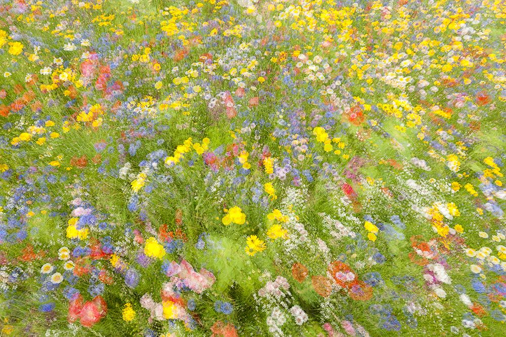 Summer Field Flowers.......... art print by Piet Haaksma for $57.95 CAD