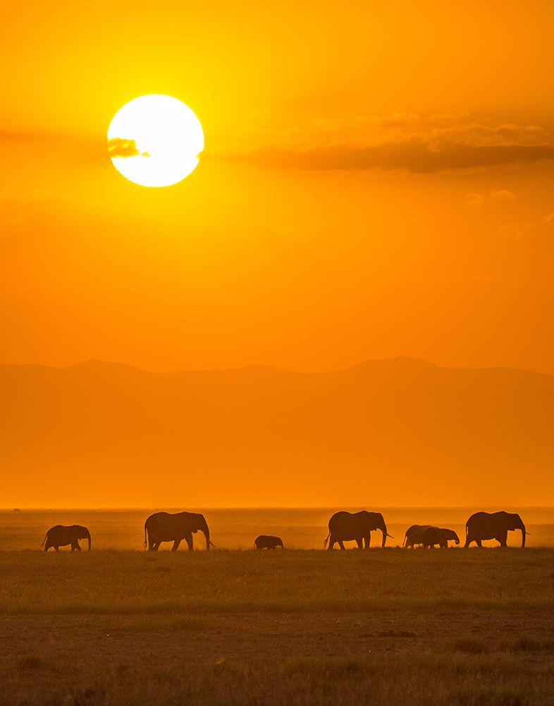 Elephants At Sunset art print by Ted Taylor for $57.95 CAD