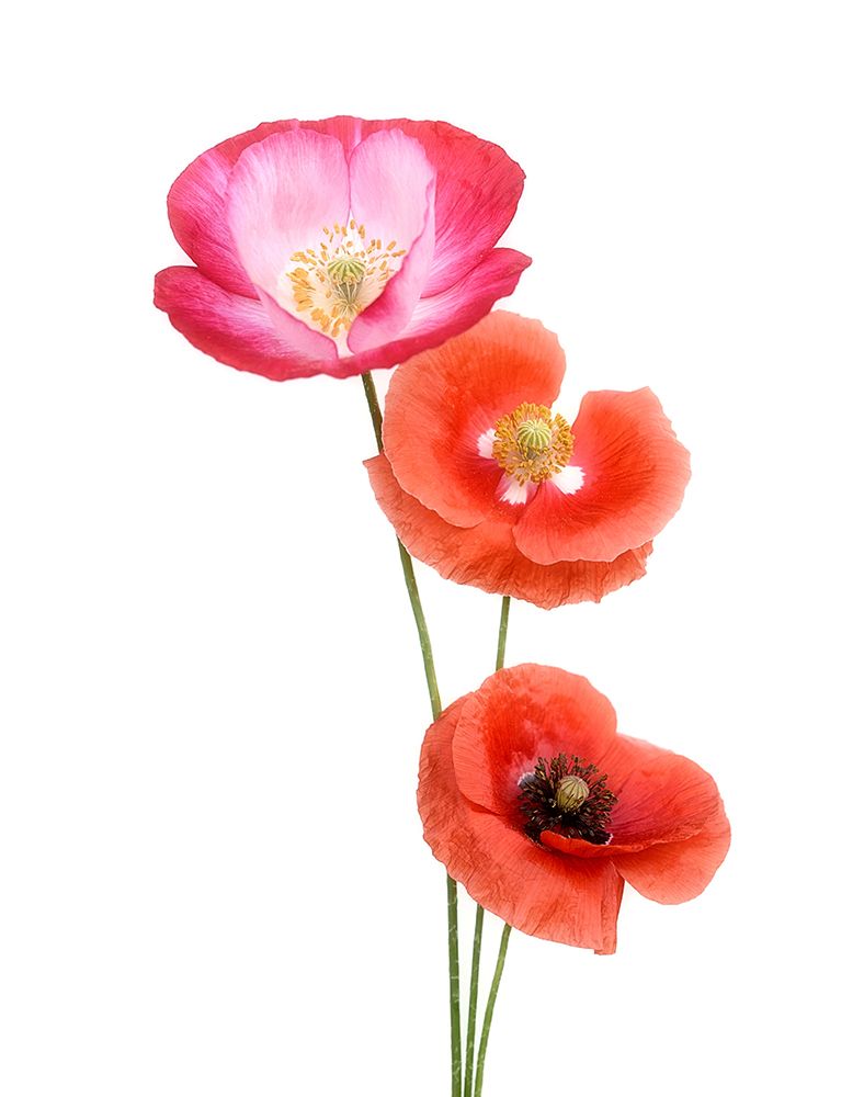 Colourful Poppies art print by Lotte Gronkjar for $57.95 CAD