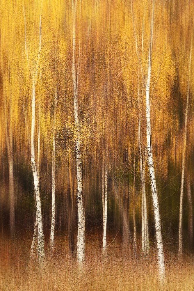Autumn art print by Gustav Davidsson for $57.95 CAD