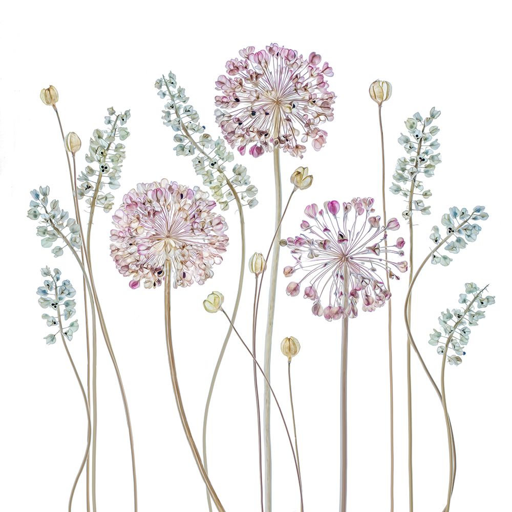 Allium art print by Mandy Disher for $57.95 CAD