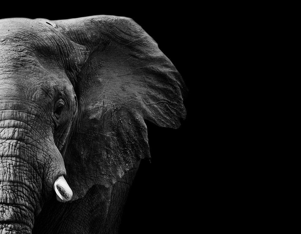 Elephant art print by WildPhotoArt for $57.95 CAD