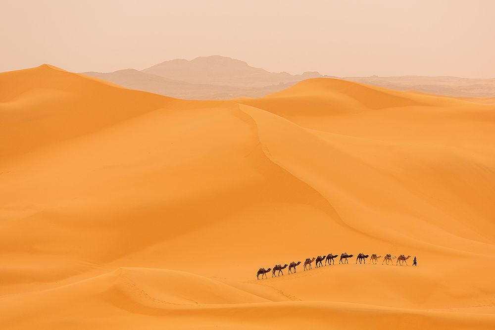 Camels caravan in Sahara art print by Dan Mirica for $57.95 CAD