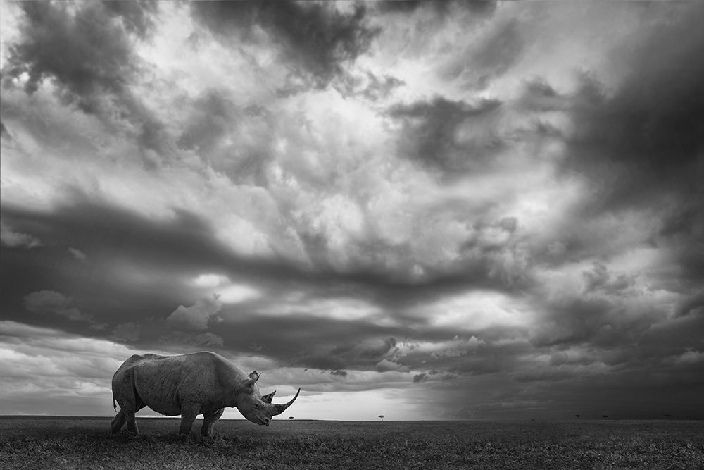 Rhino Land art print by Mario Moreno for $57.95 CAD