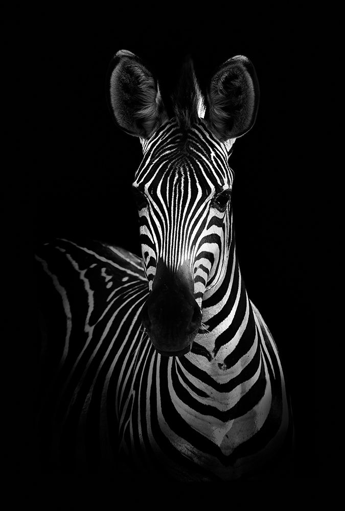 The Zebra art print by WildPhotoArt for $57.95 CAD