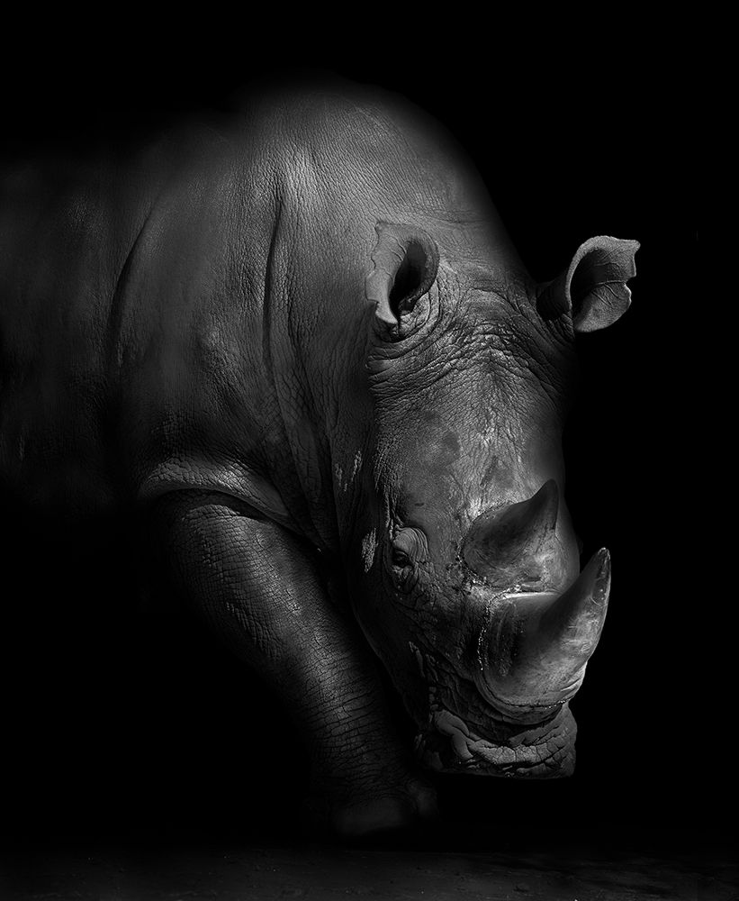 Rhino art print by Wildphotoart for $57.95 CAD