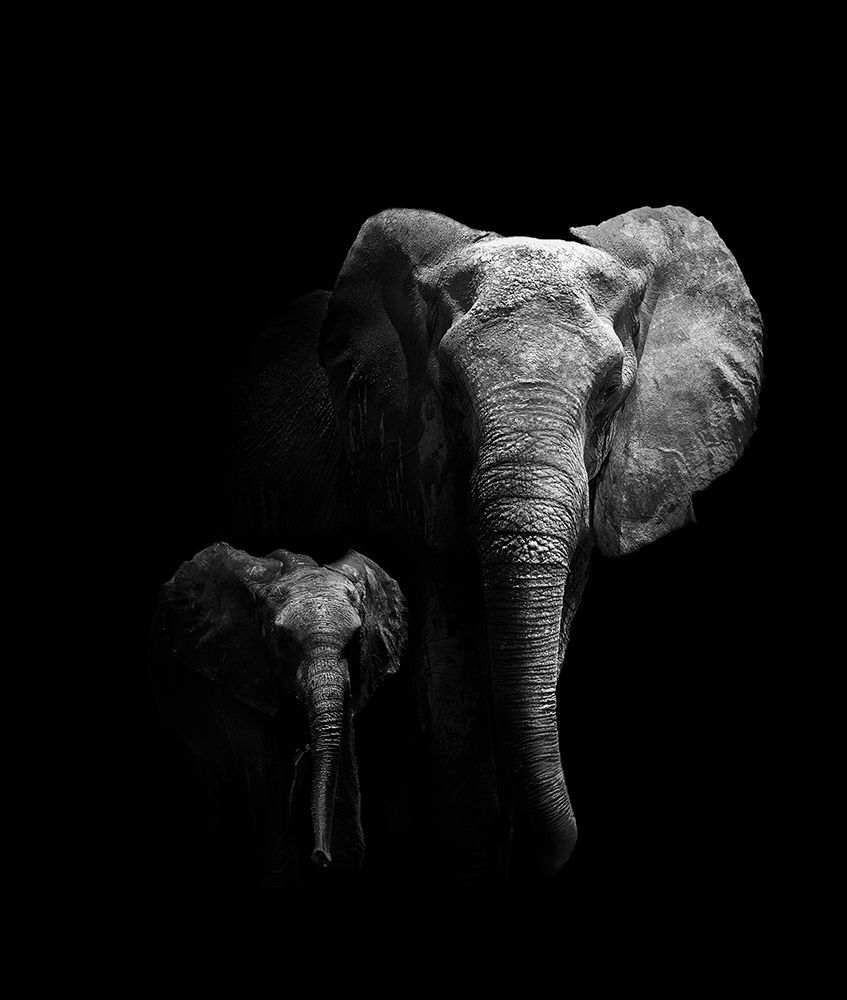 Mother And Child art print by Wildphotoart for $57.95 CAD