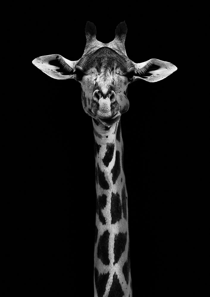 Giraffe Portrait art print by WildPhotoArt for $57.95 CAD