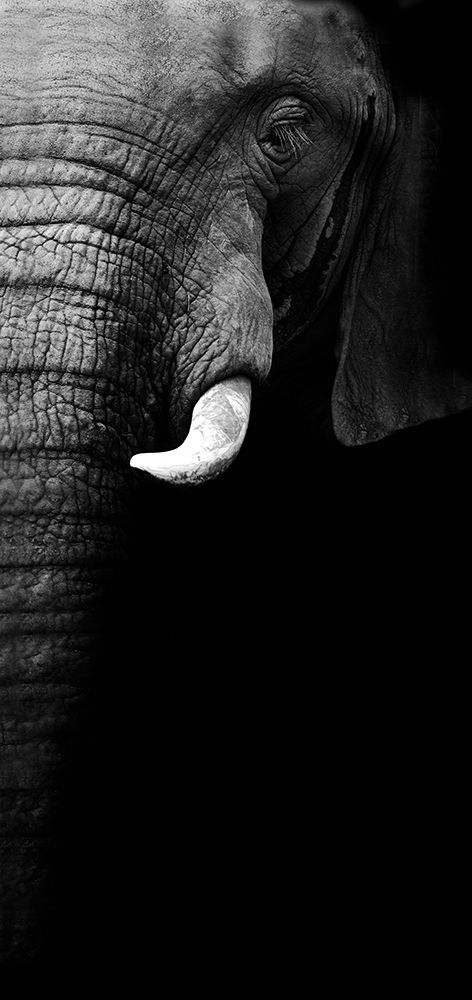 Elephant Portrait art print by Wildphotoart for $57.95 CAD