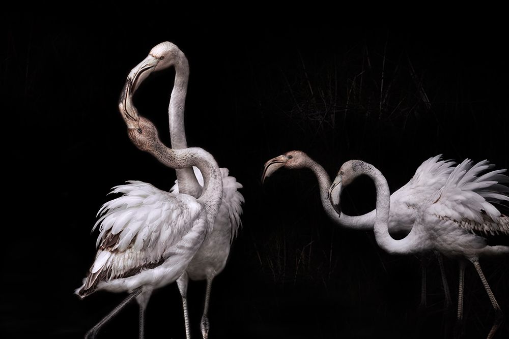 Tango And Flamingos art print by Martine Benezech for $57.95 CAD