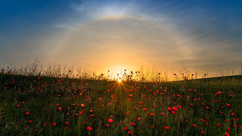 Red Poppies And Sunrise art print by Hua Zhu for $57.95 CAD