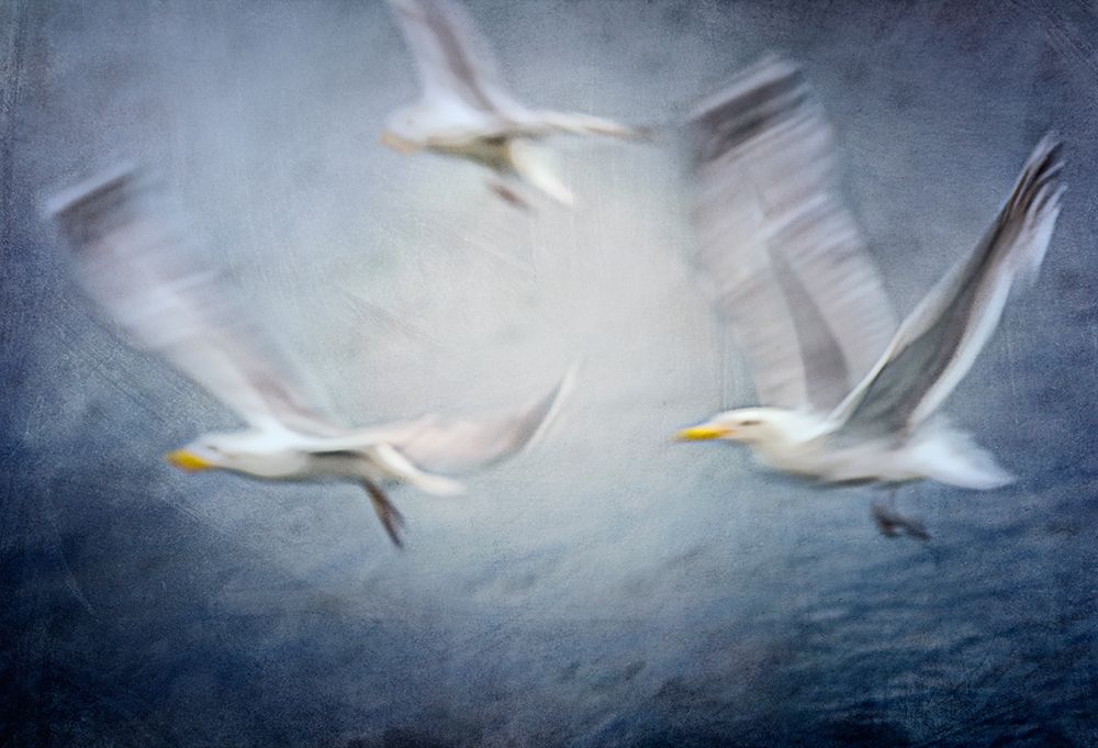Seagulls art print by Katarina Holmstrom for $57.95 CAD