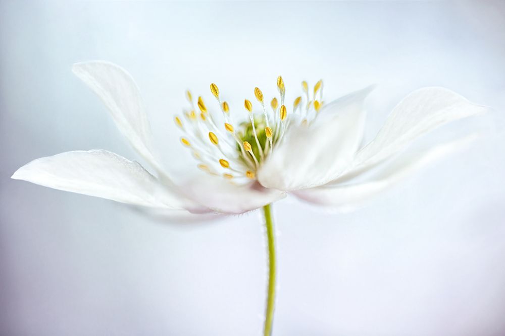Nemorosa art print by Mandy Disher for $57.95 CAD
