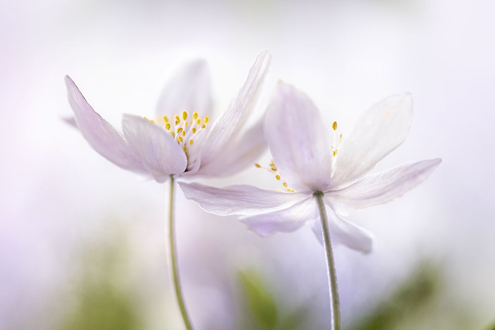 ~Nemorosa~ art print by Mandy Disher for $57.95 CAD