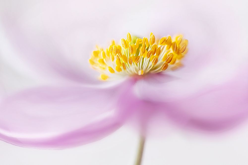*Anemone* art print by Mandy Disher for $57.95 CAD