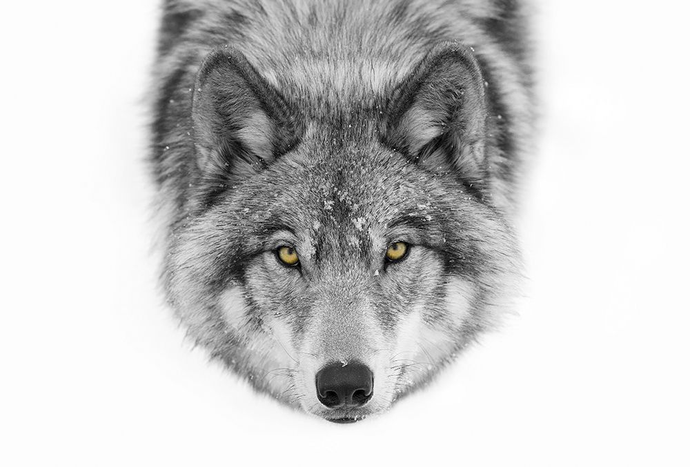 Yellow Eyes - Timber Wolf art print by Jim Cumming for $57.95 CAD