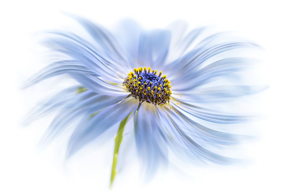 Daisy Delight art print by Mandy Disher for $57.95 CAD