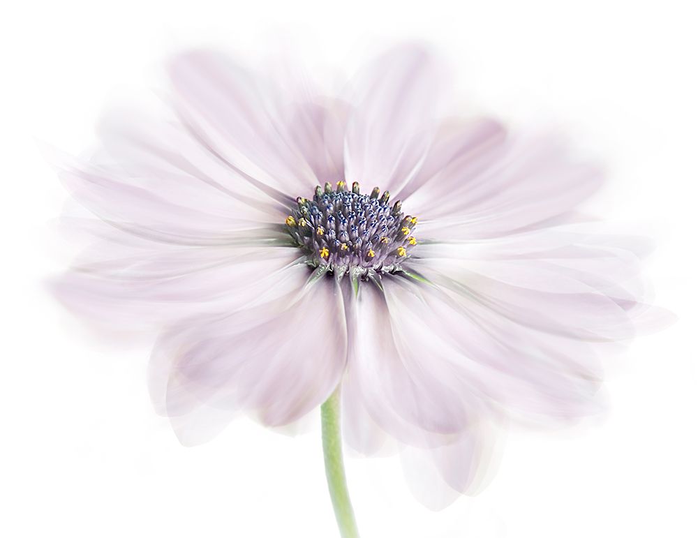 Cape Daisy art print by Mandy Disher for $57.95 CAD