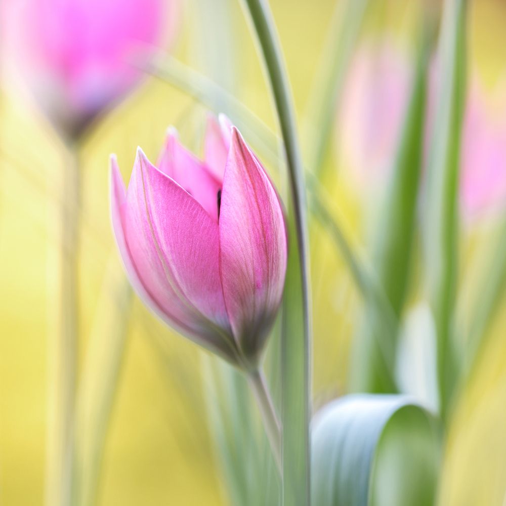 Tulip art print by Mandy Disher for $57.95 CAD