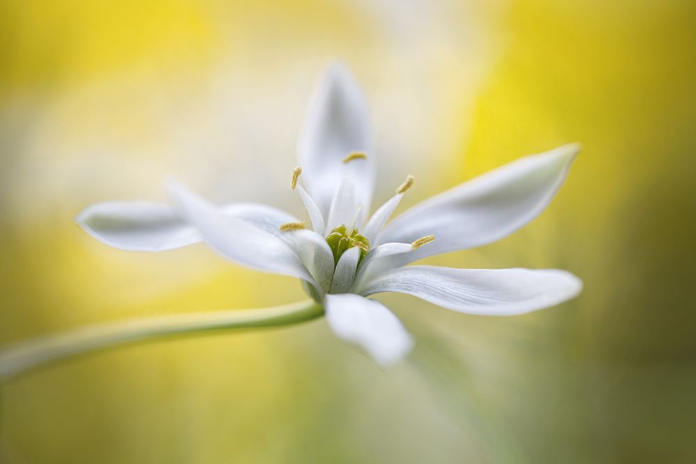 Ornithogalum art print by Mandy Disher for $57.95 CAD