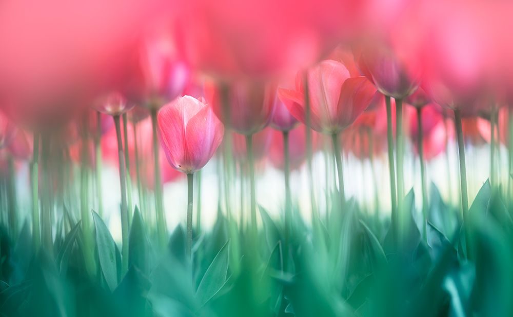 Lined tulips art print by Takashi Suzuki for $57.95 CAD
