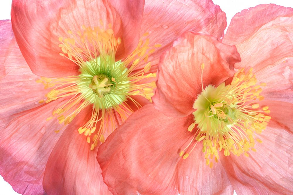 Papaver art print by Mandy Disher for $57.95 CAD
