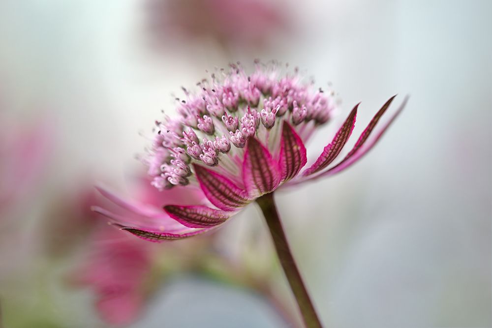Astrantia art print by Mandy Disher for $57.95 CAD
