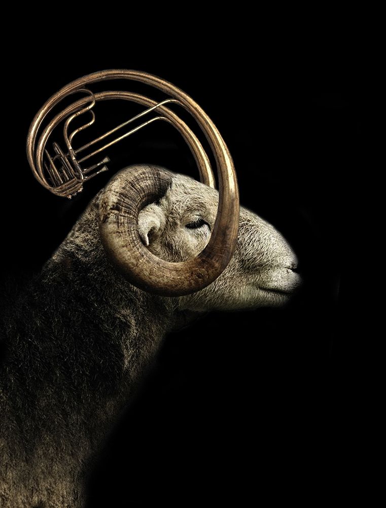 Big Horn Sheep art print by Jeffrey Hummel for $57.95 CAD