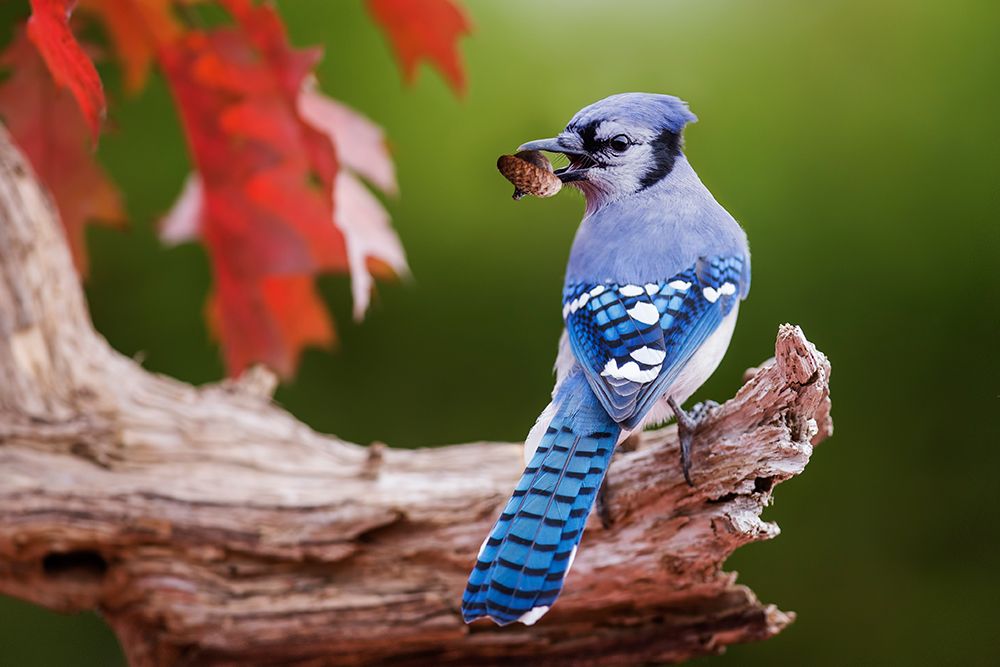 Blue Jay With Acorn art print by Mircea Costina for $57.95 CAD