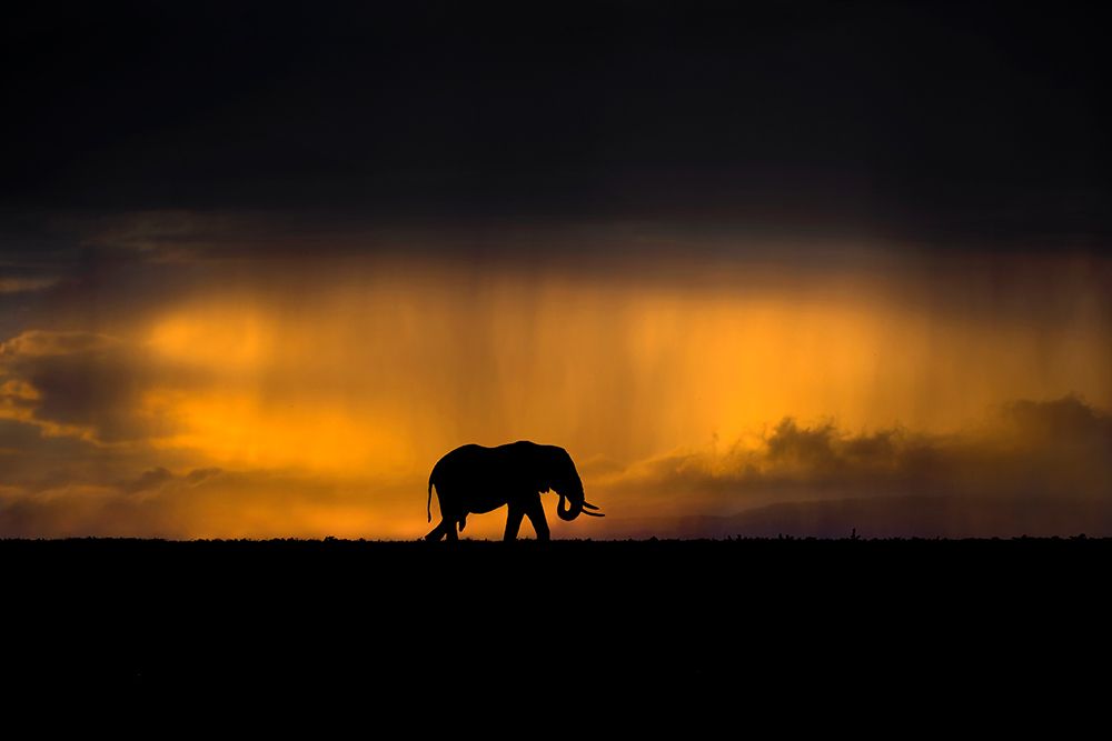 Elephant In A Rain Storm At Sunset art print by Xavier Ortega for $57.95 CAD