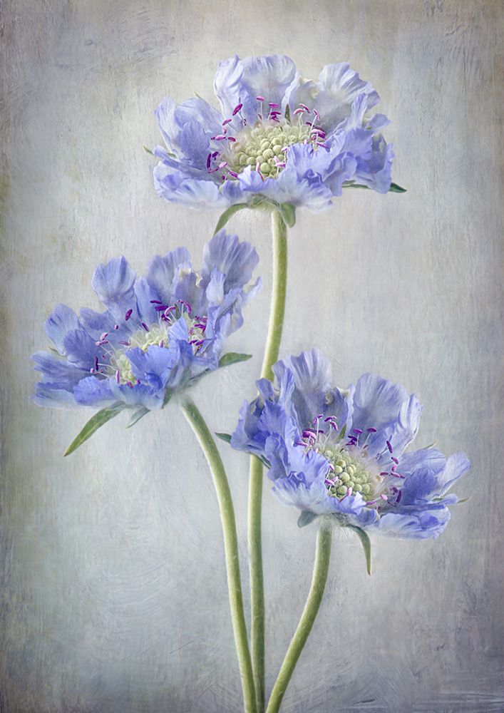 Scabiosa art print by Mandy Disher for $57.95 CAD