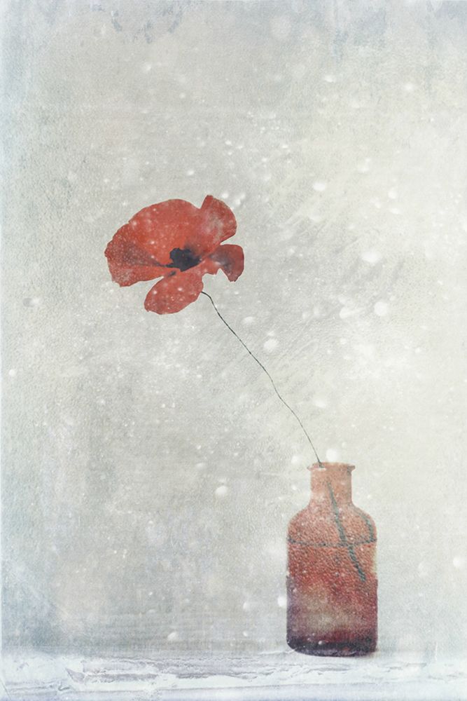 Winter Poppy art print by Delphine Devos for $57.95 CAD