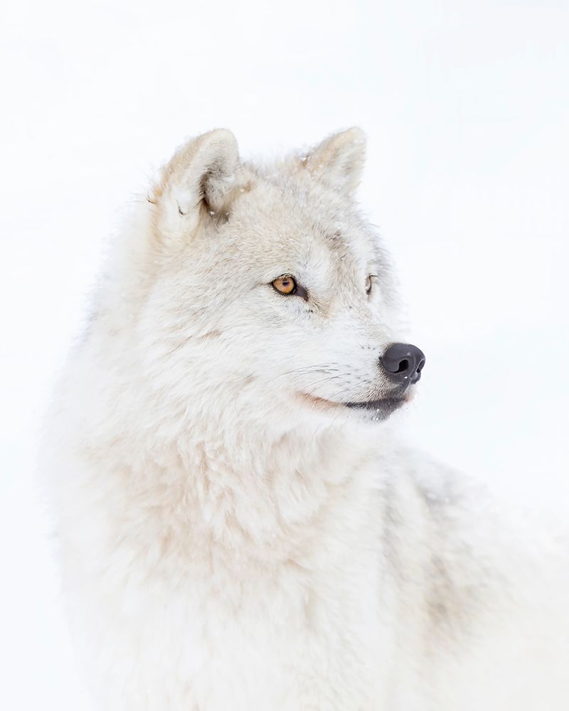 Portrait Of An Arctic Wolf art print by Jim Cumming for $57.95 CAD