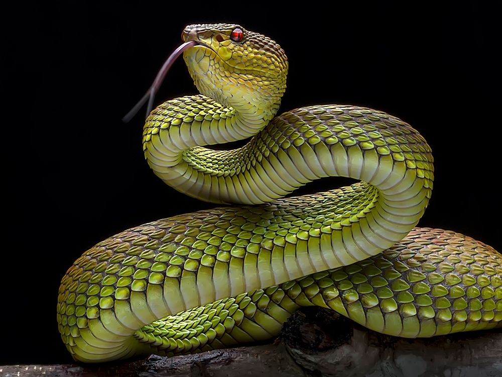 Golden Venomous Viper Snake art print by Fauzan Maududdin for $57.95 CAD