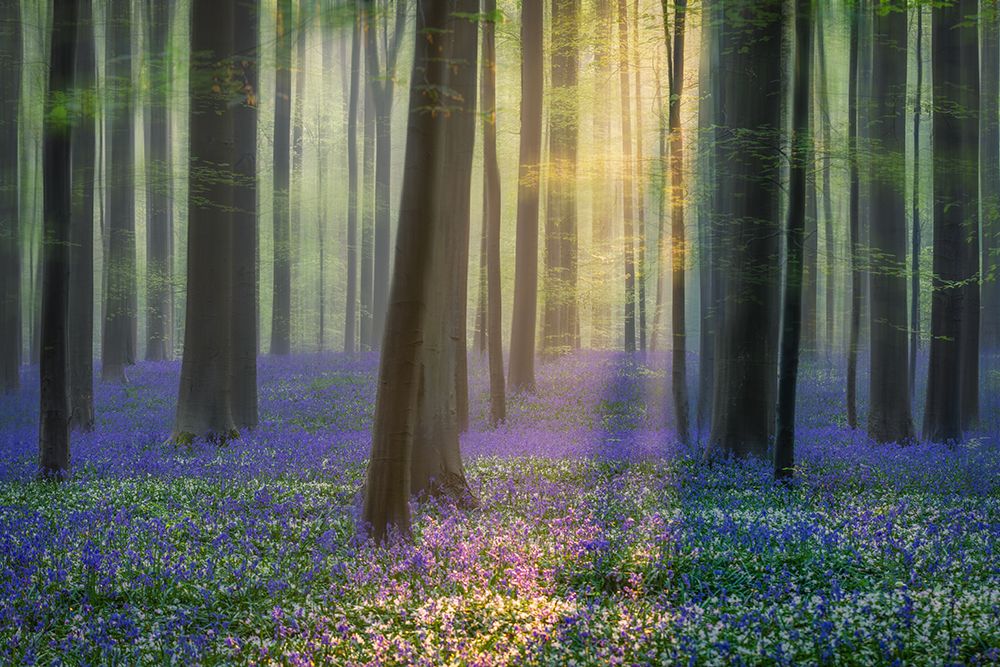 Daydreaming Of Bluebells art print by Adrian Popan for $57.95 CAD