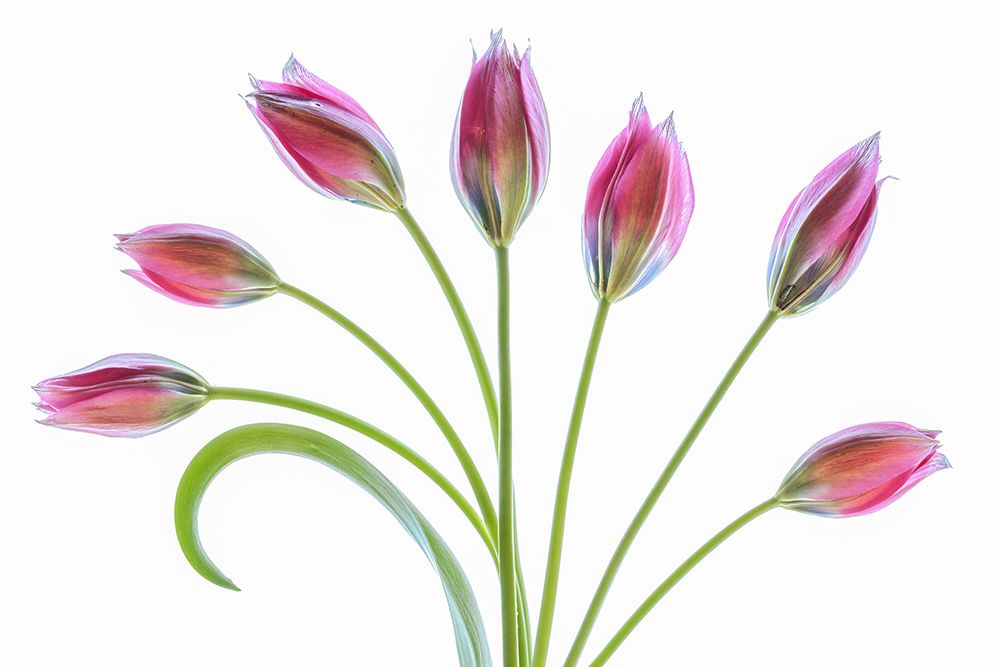 Tulipa art print by Mandy Disher for $57.95 CAD