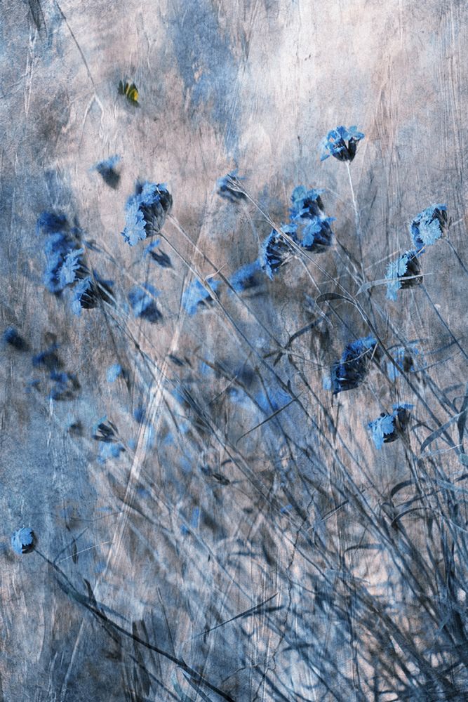 Blue Flowers art print by Delphine Devos for $57.95 CAD