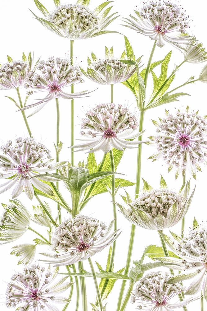 .Astrantia. art print by Mandy Disher for $57.95 CAD