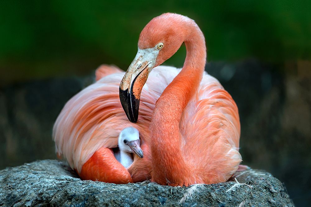 Mom Flamingo With Chick art print by Xavier Ortega for $57.95 CAD