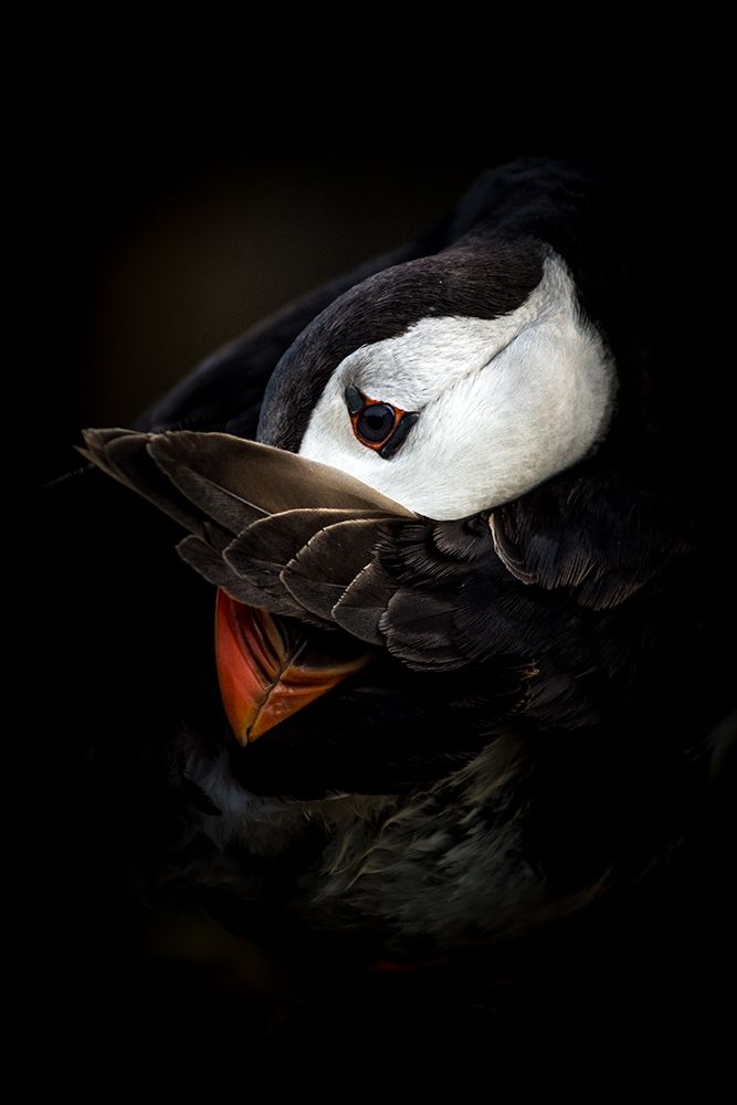 The Shy Puffin art print by Csaba Tokolyi for $57.95 CAD
