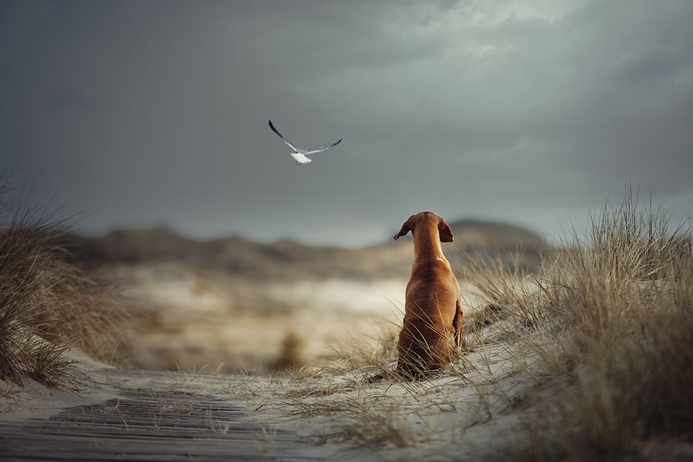 Freedom (Ii) art print by Heike Willers for $57.95 CAD