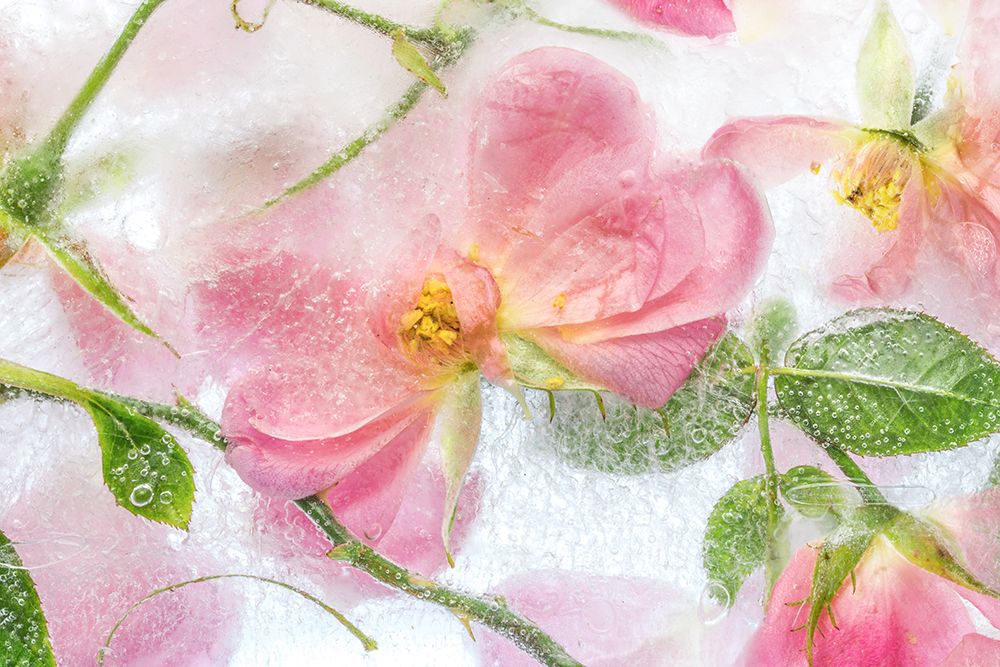 Rosa art print by Mandy Disher for $57.95 CAD