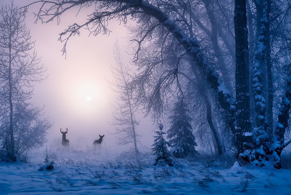The shadow of deer in the morning fog art print by Unknown for $57.95 CAD